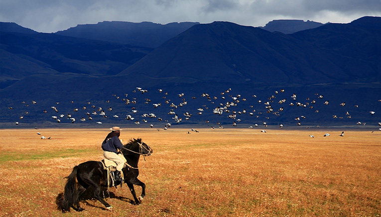 Wari-argentina-walking-11